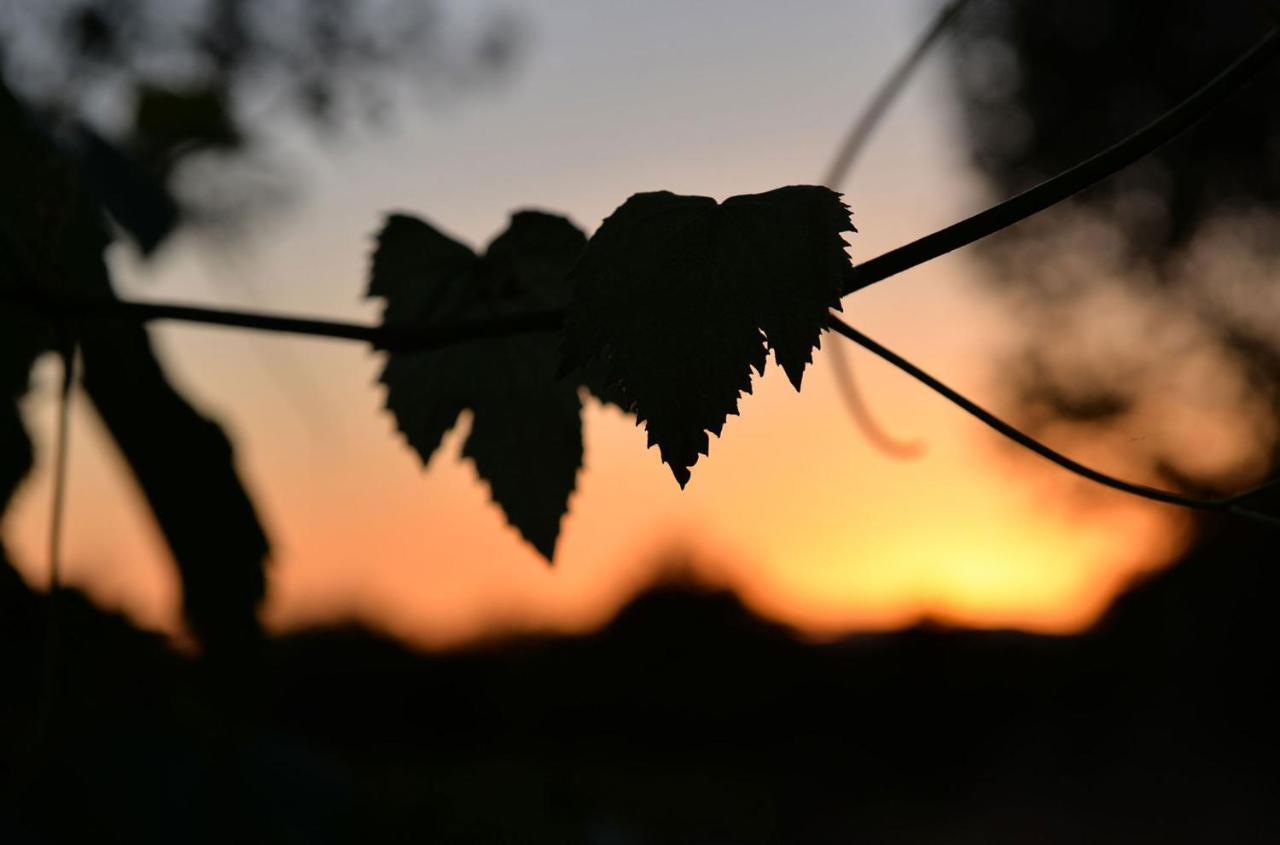 Agriturismo Arte Et Agricoltura Tuscania Buitenkant foto